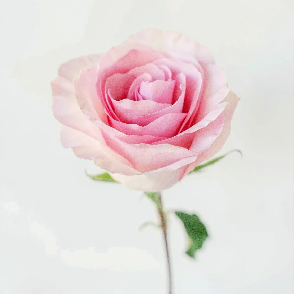 Christa Roses Standard - alternative 1