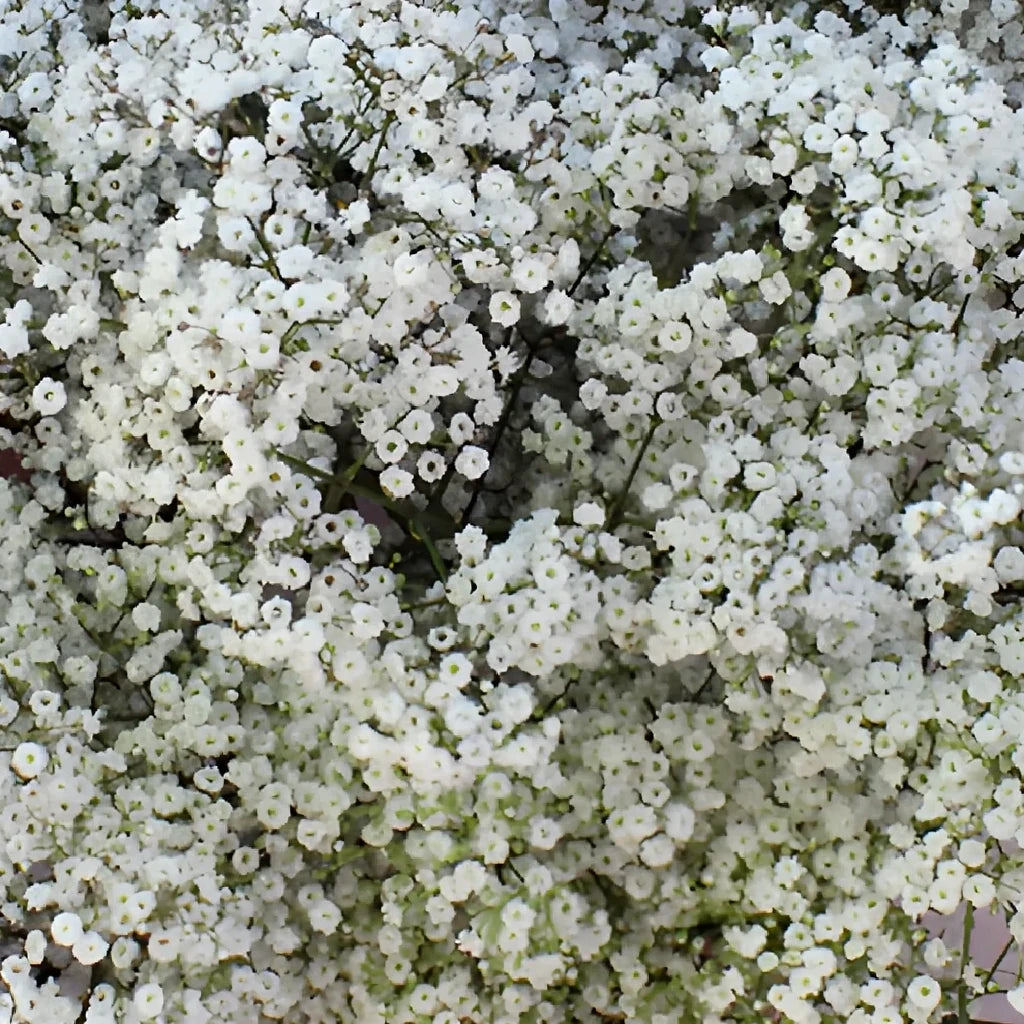 Million Star Babys Breath - alternative 1