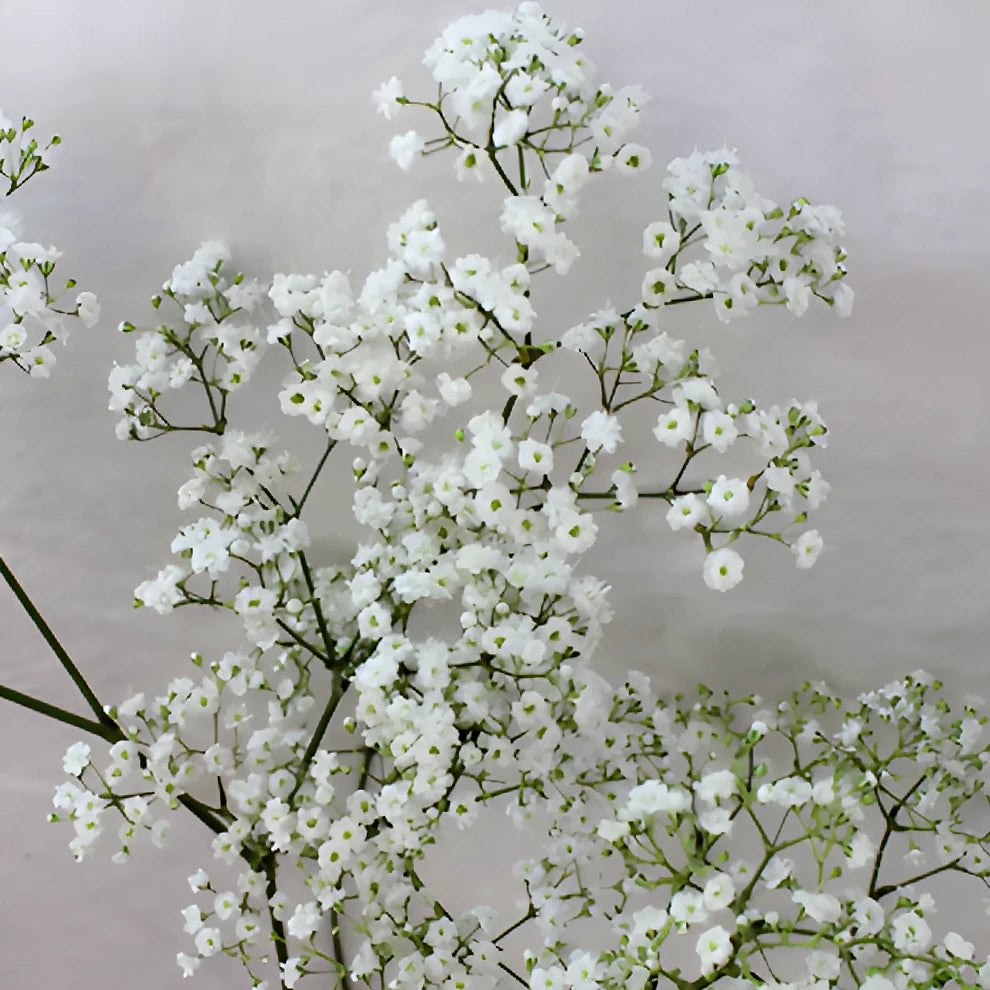 Million Star Babys Breath - alternative 3