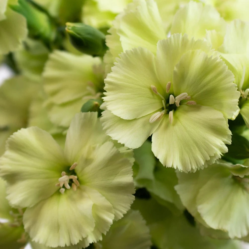 Solomio Green Dianthus - alternative 2