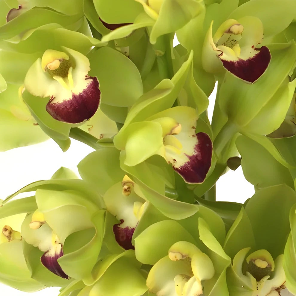 Green Orchids Mini Cymbidium - alternative 2