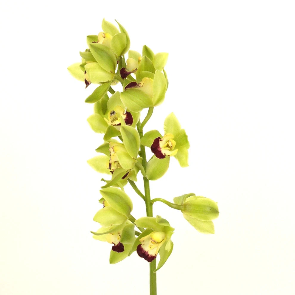 Green Orchids Mini Cymbidium - main