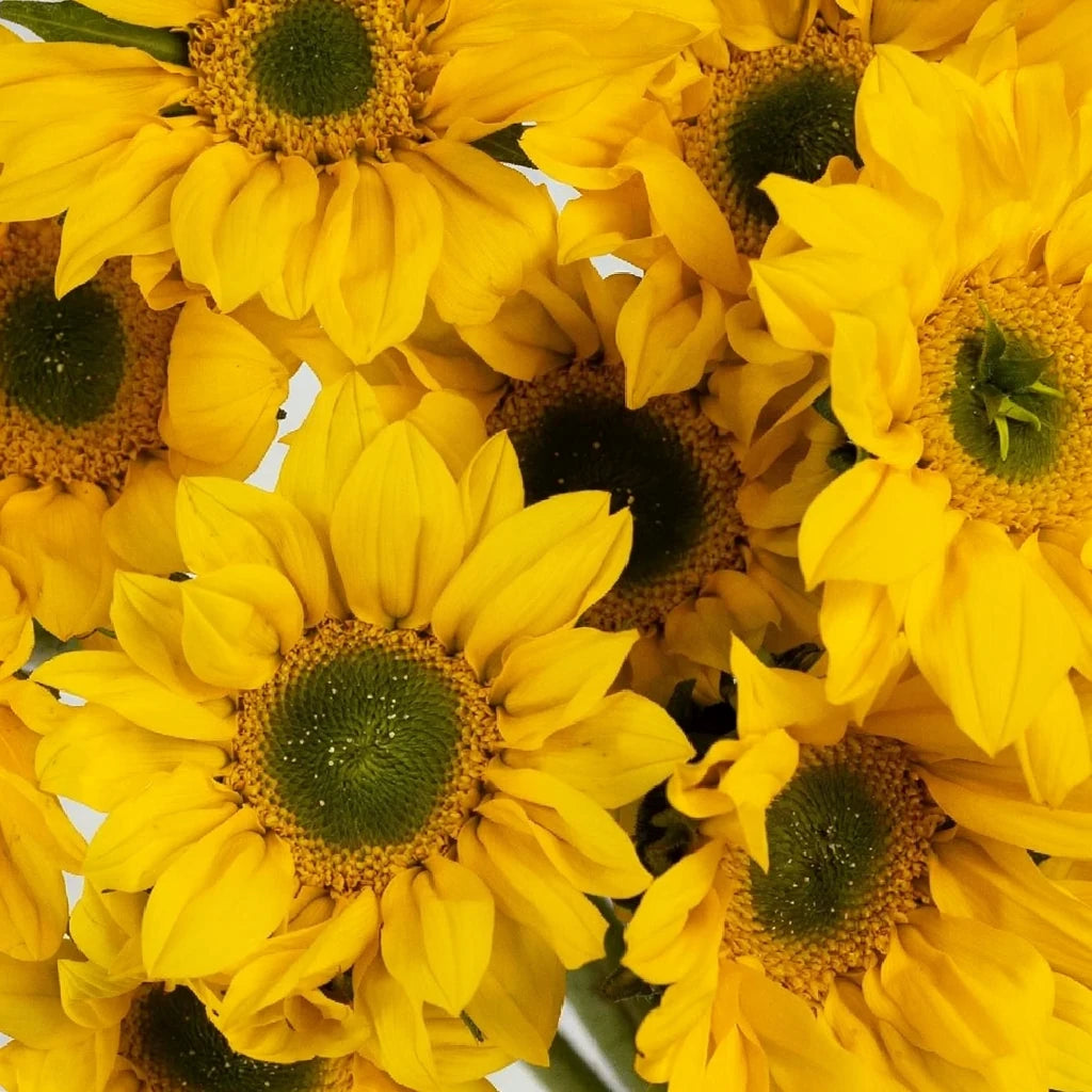 Mini Green Center Sunflowers - alternative 2