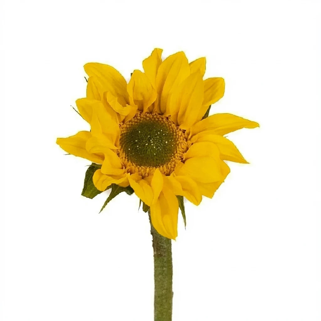 Mini Dark Center Sunflowers - main