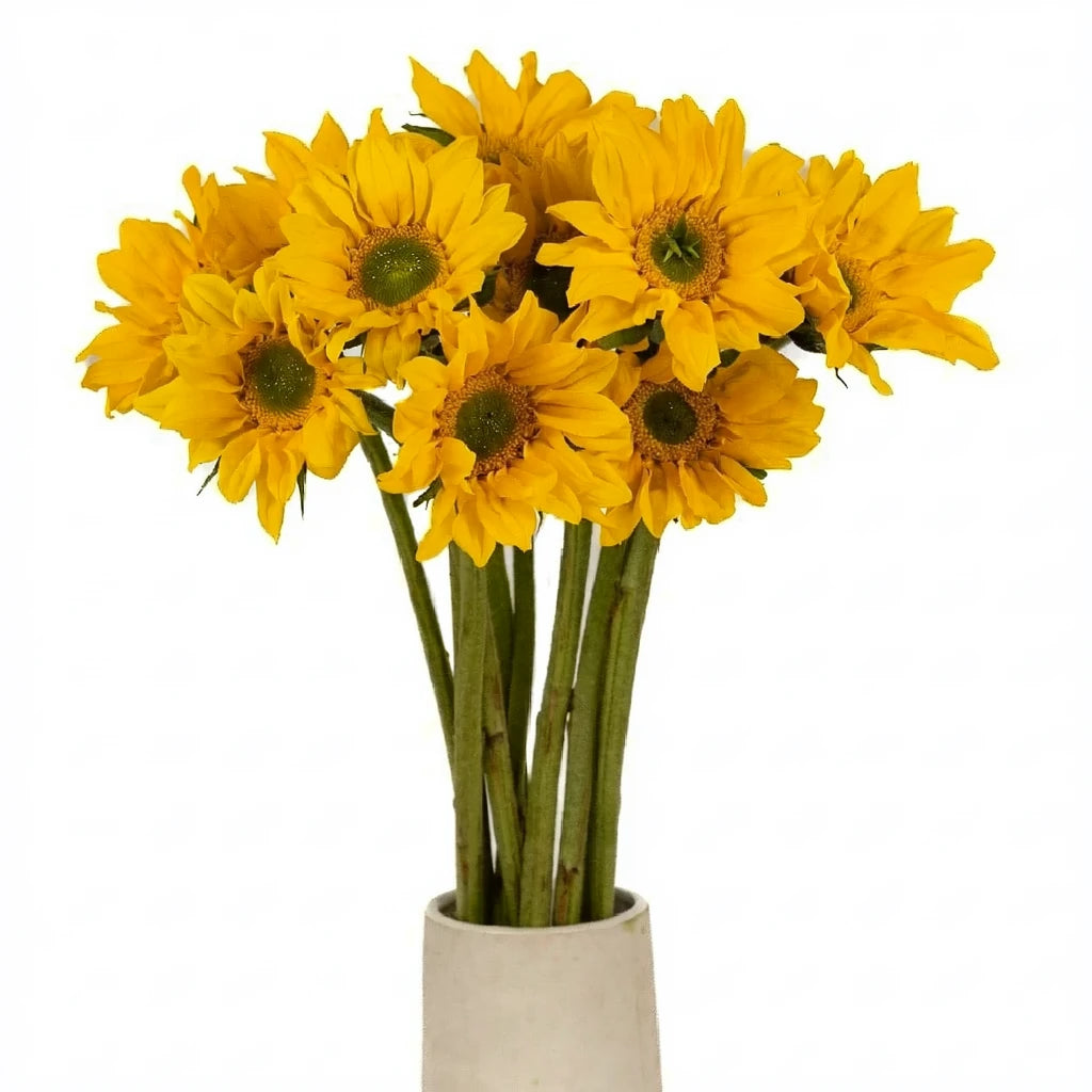 Mini Dark Center Sunflowers - alternative 1