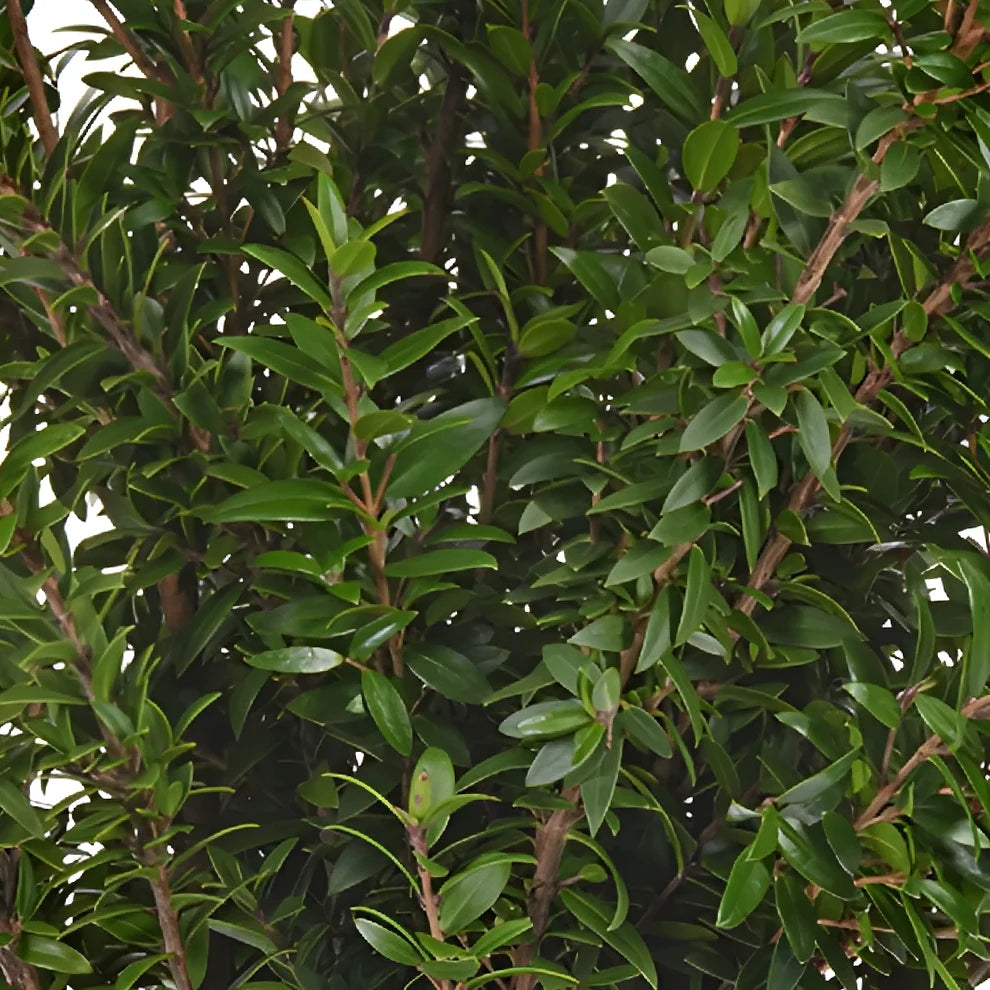 Myrtle Mini Greenery - alternative 1