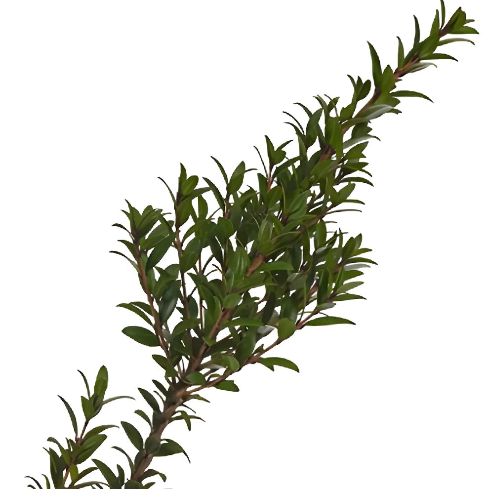 Myrtle Mini Greenery - main