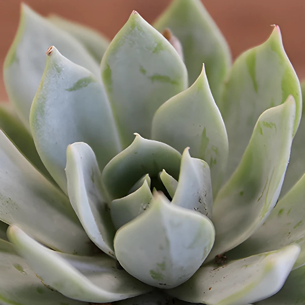 Grey Succulents - alternative 1