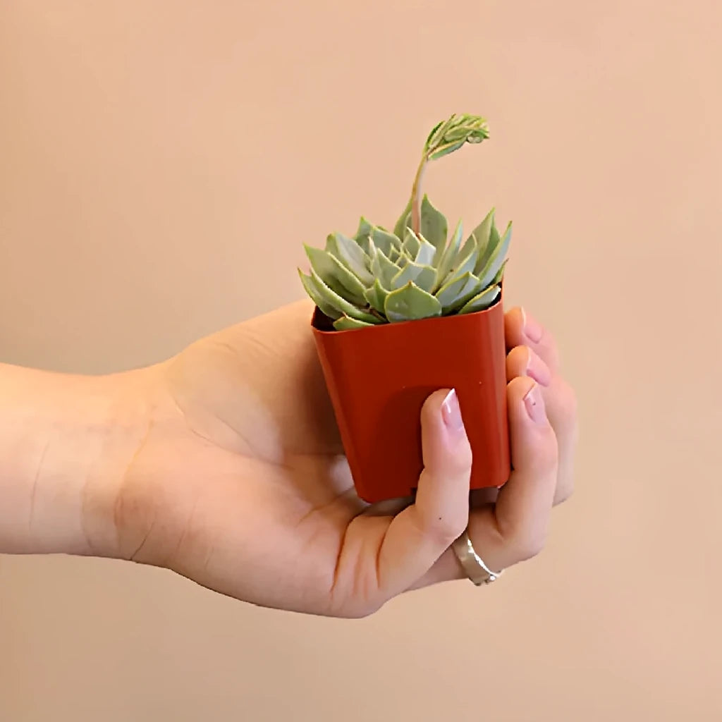 Grey Succulents - alternative 3