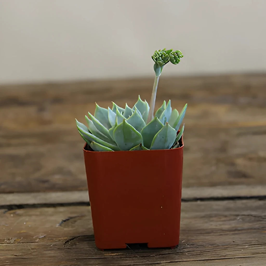Grey Succulents - main