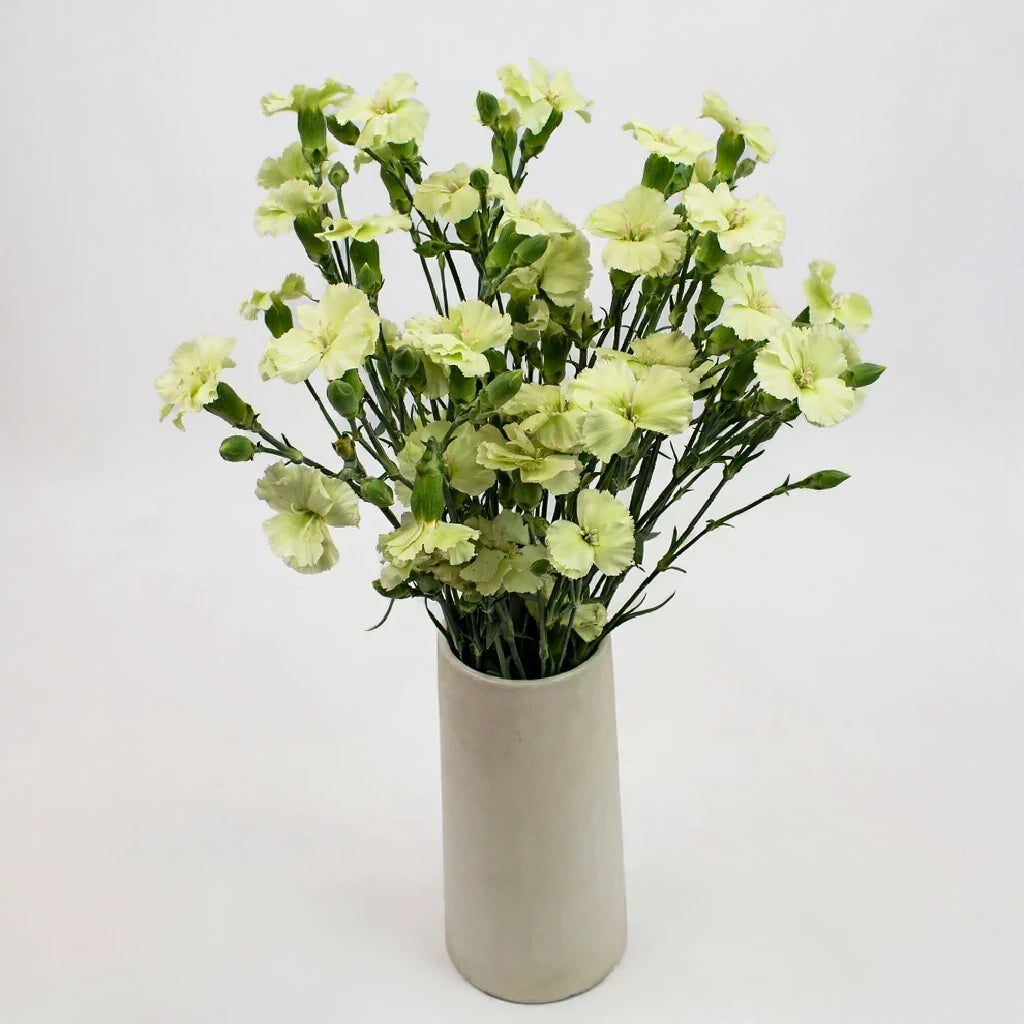 Solomio Green Dianthus - main