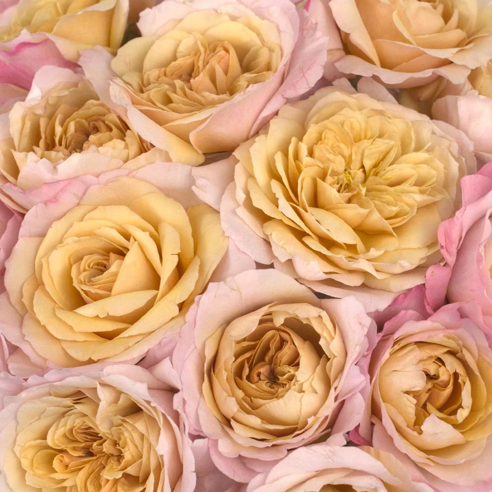 Miyabi Roses Garden - alternative 2