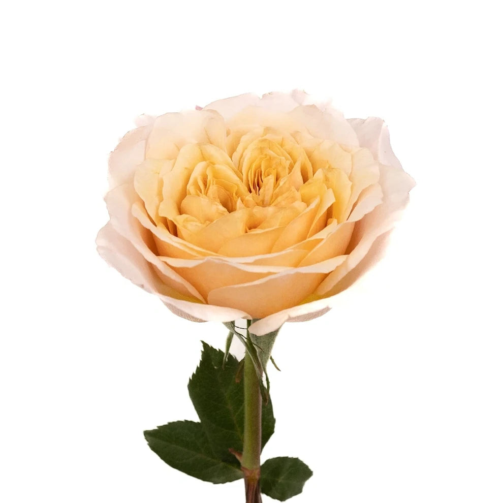 Miyabi Roses Garden - alternative 1