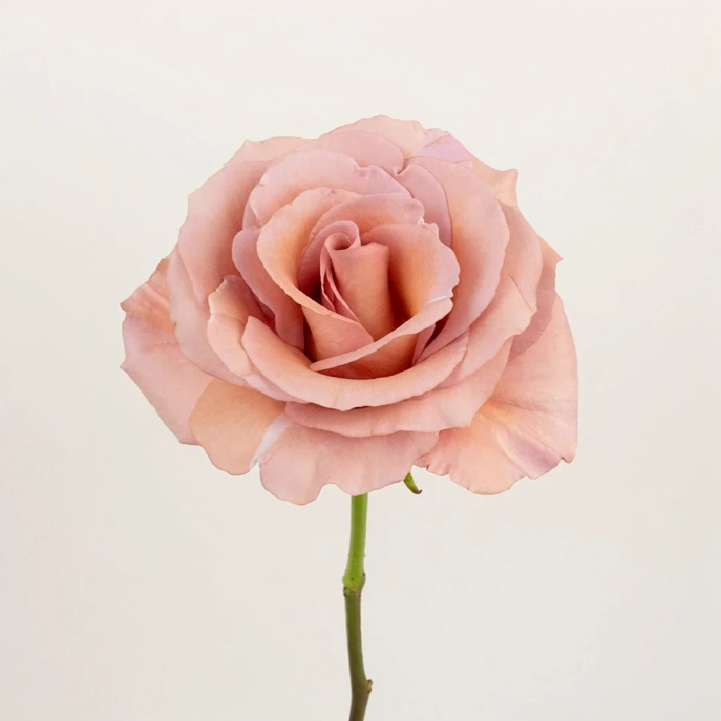 Moab Roses Standard - alternative 1