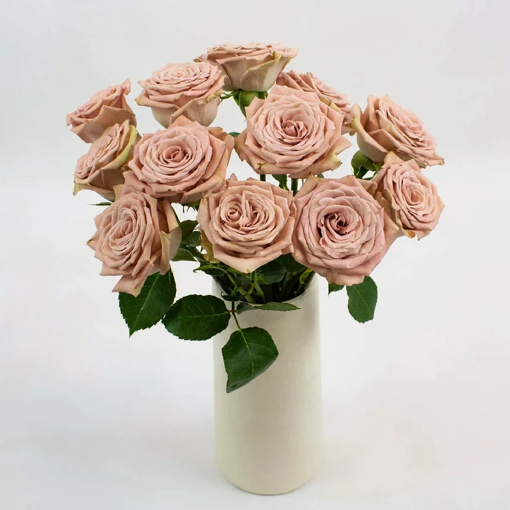 Magic Mocca Roses Standard - main