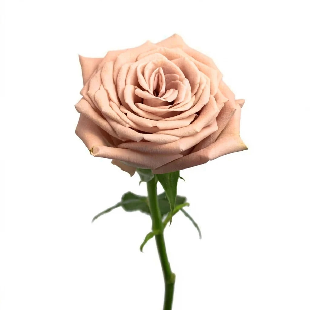 Mocca Roses Standard - alternative 1