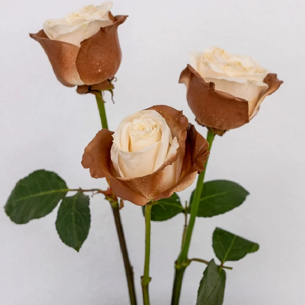 Tinted Brownie Roses Standard - main