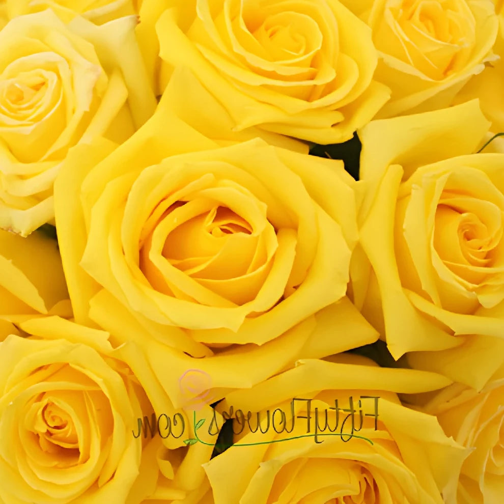 Mohana Roses Standard - alternative 3