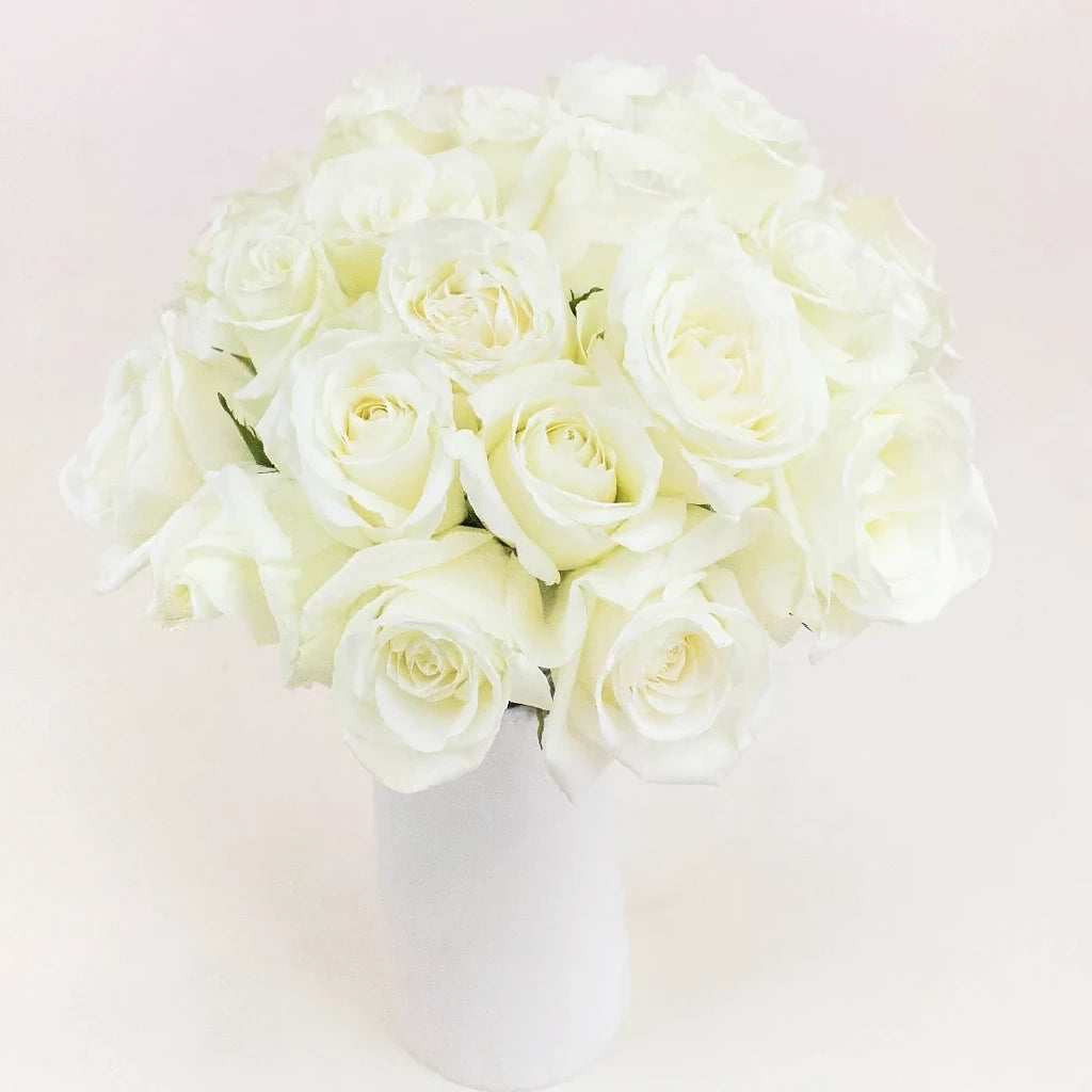 Mojito Roses Standard - alternative 1