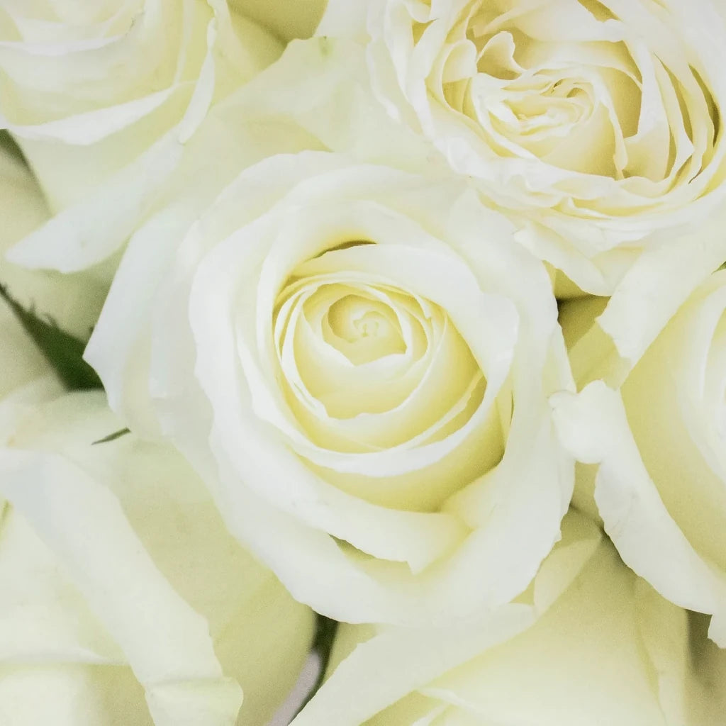 Mojito Roses Standard - alternative 3