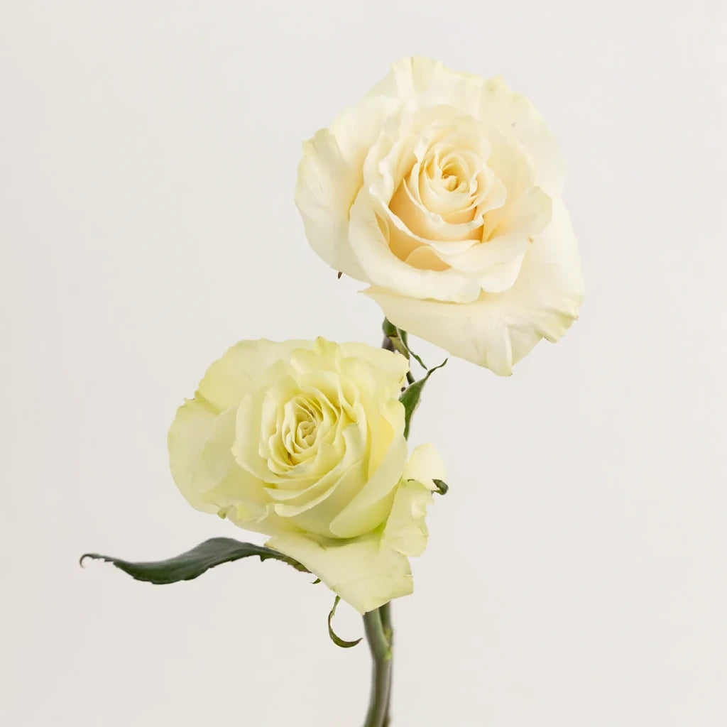 Mondial Roses Standard - main
