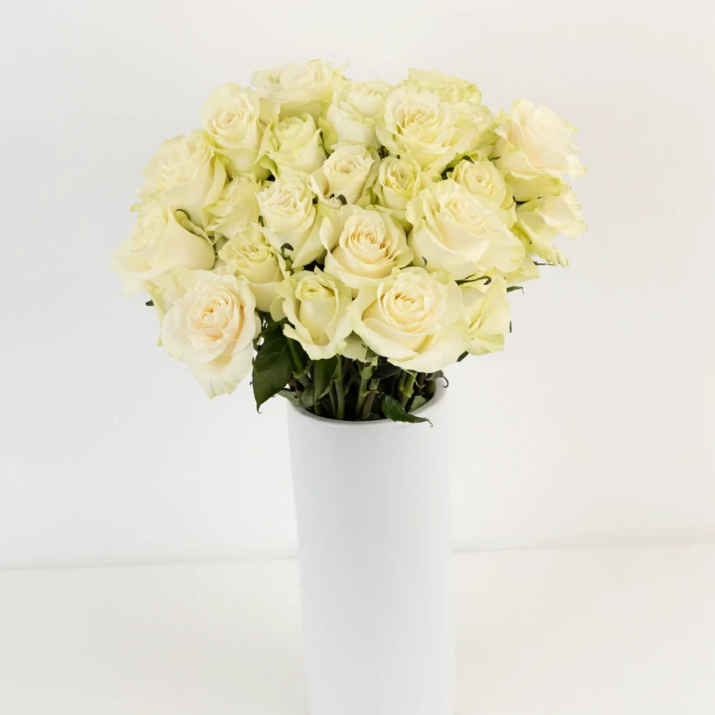 Mondial Roses Standard - alternative 2