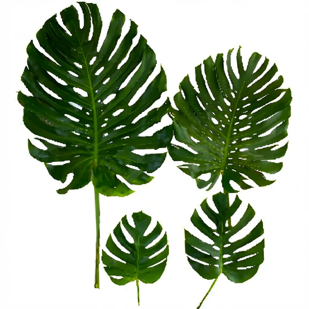 Alocacia Esmeralda Small Greenery - alternative 3