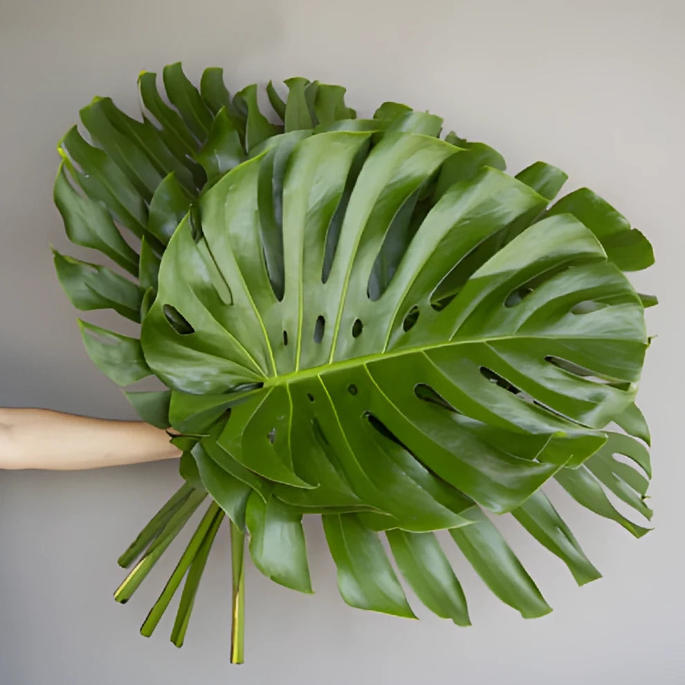 Alocacia Large Greenery - alternative 1