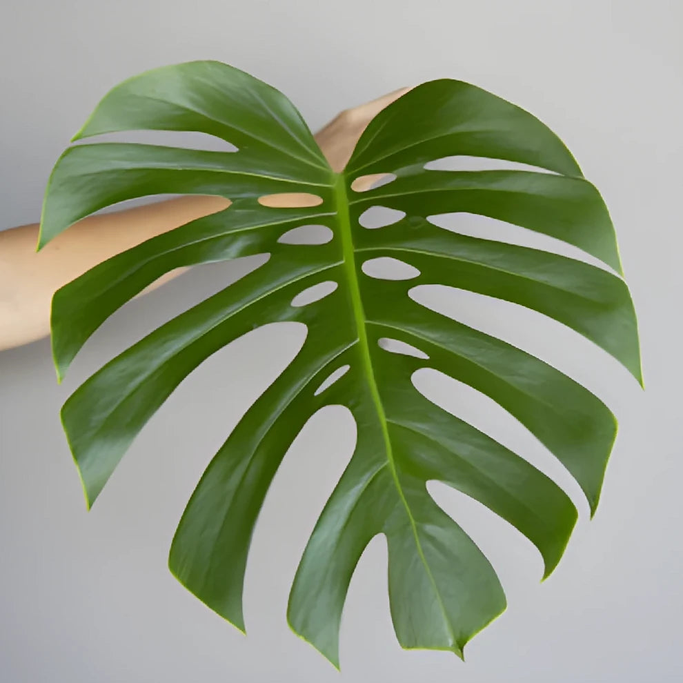 Alocacia Medium Greenery - alternative 3
