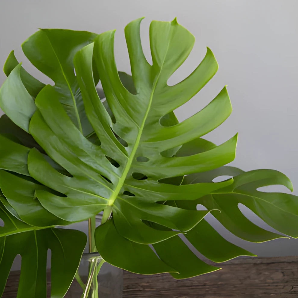 Alocacia Esmeralda Small Greenery - alternative 6