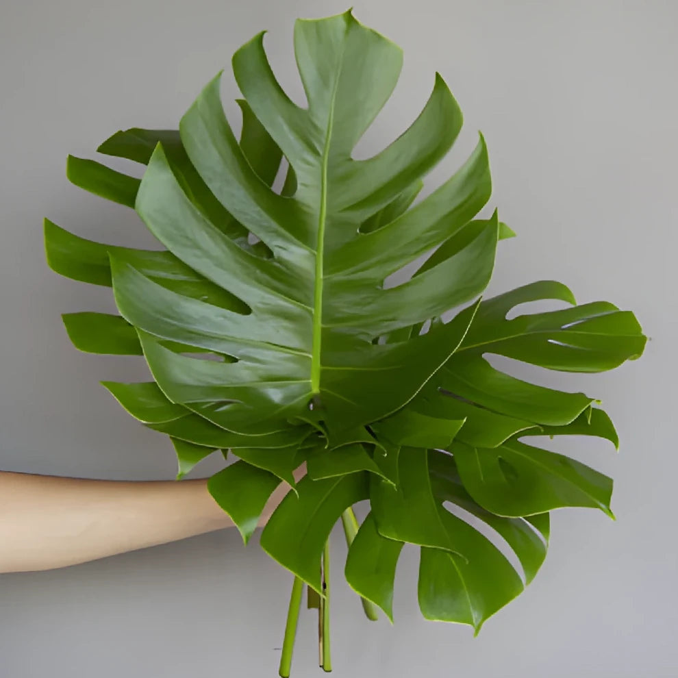 Alocacia Esmeralda Small Greenery - alternative 5