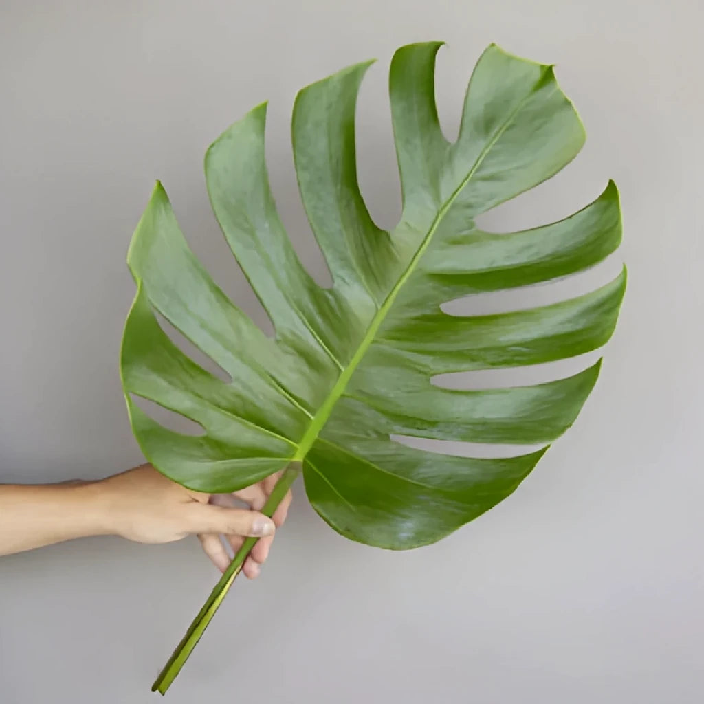 Alocacia Esmeralda Small Greenery - alternative 2