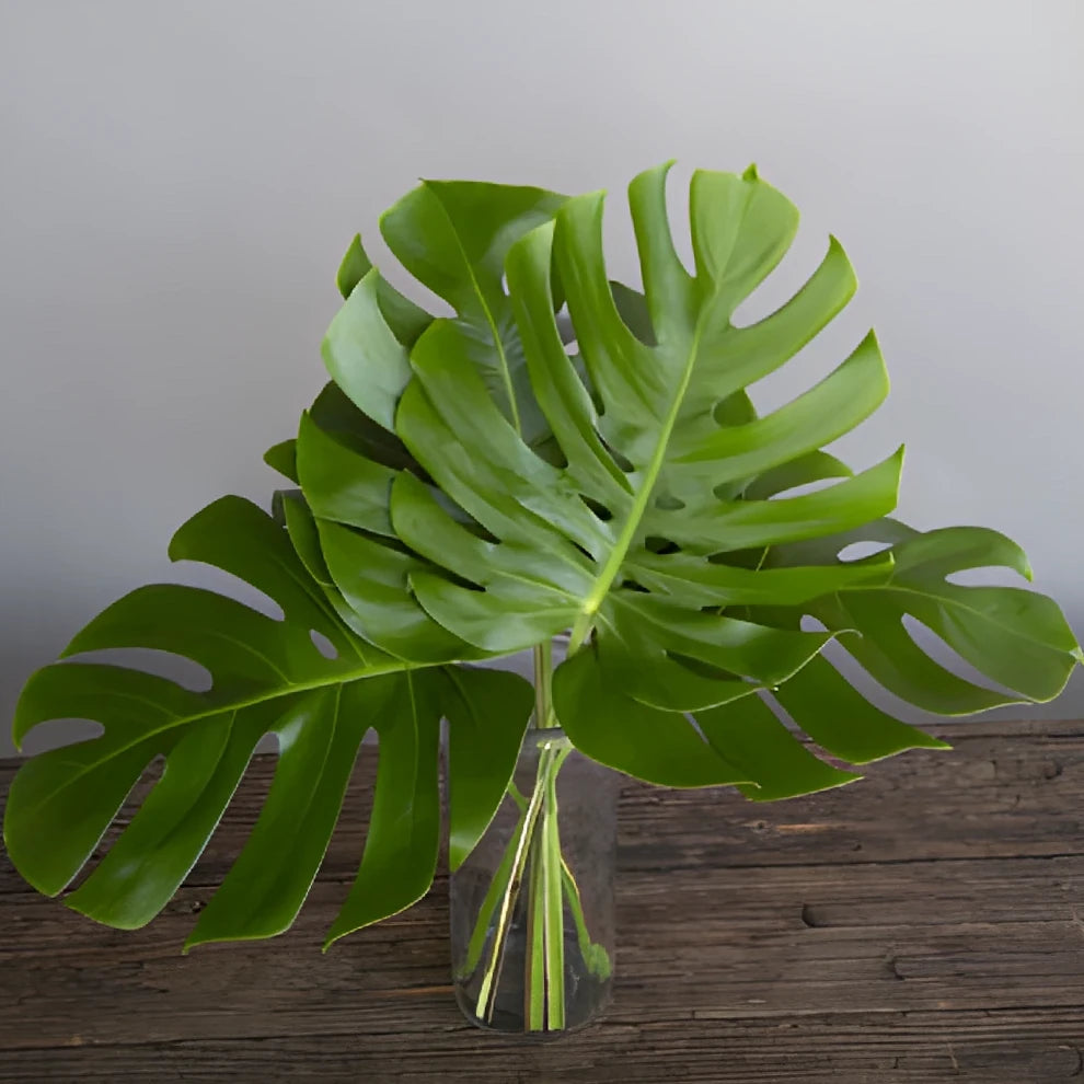 Monstera Greenery - alternative 6