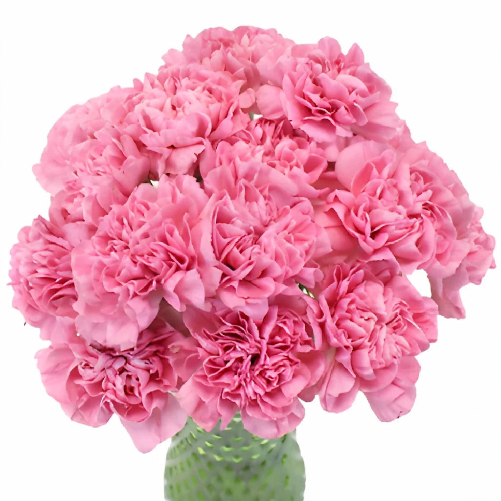 Montezuma Carnations - alternative 3