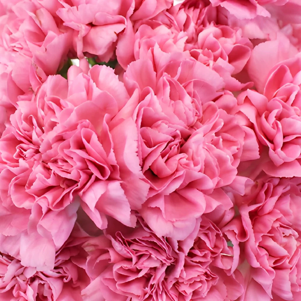 Montezuma Carnations - alternative 1