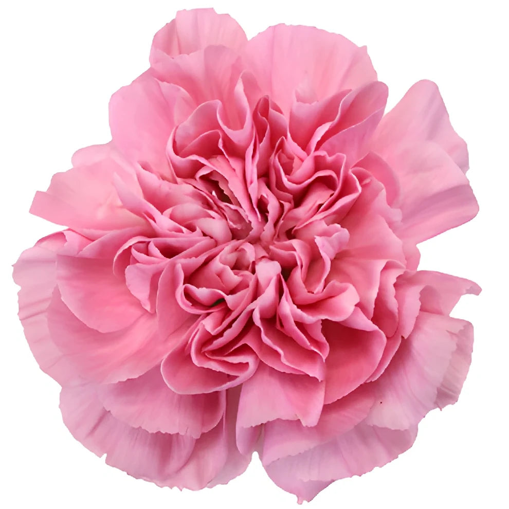 Montezuma Carnations - alternative 2
