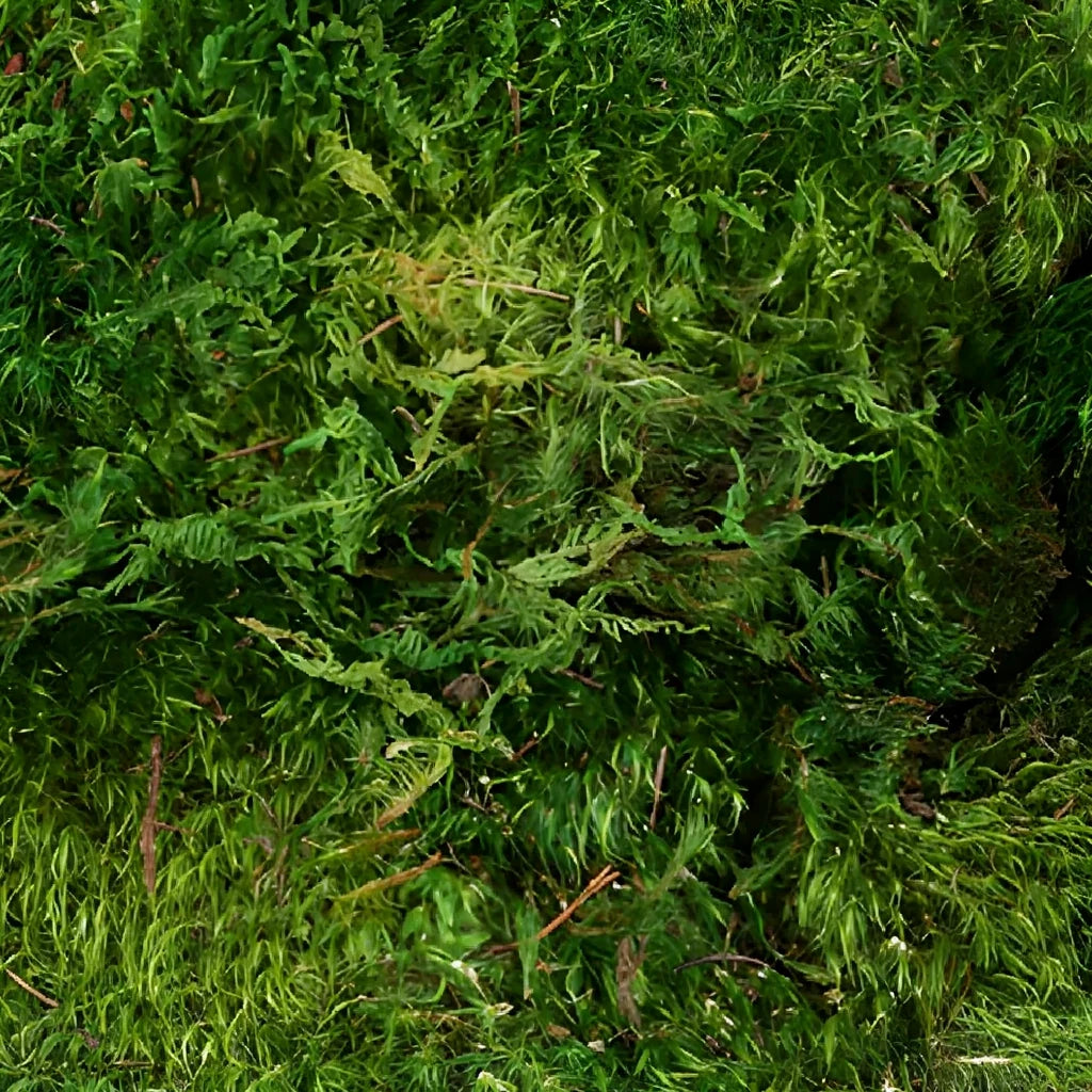 Mood Moss Greenery - main