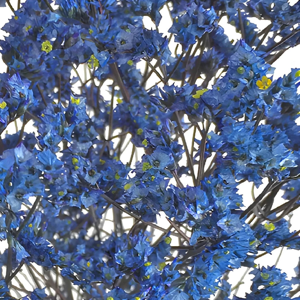 Tinted Limonium - Turquoise - alternative 1