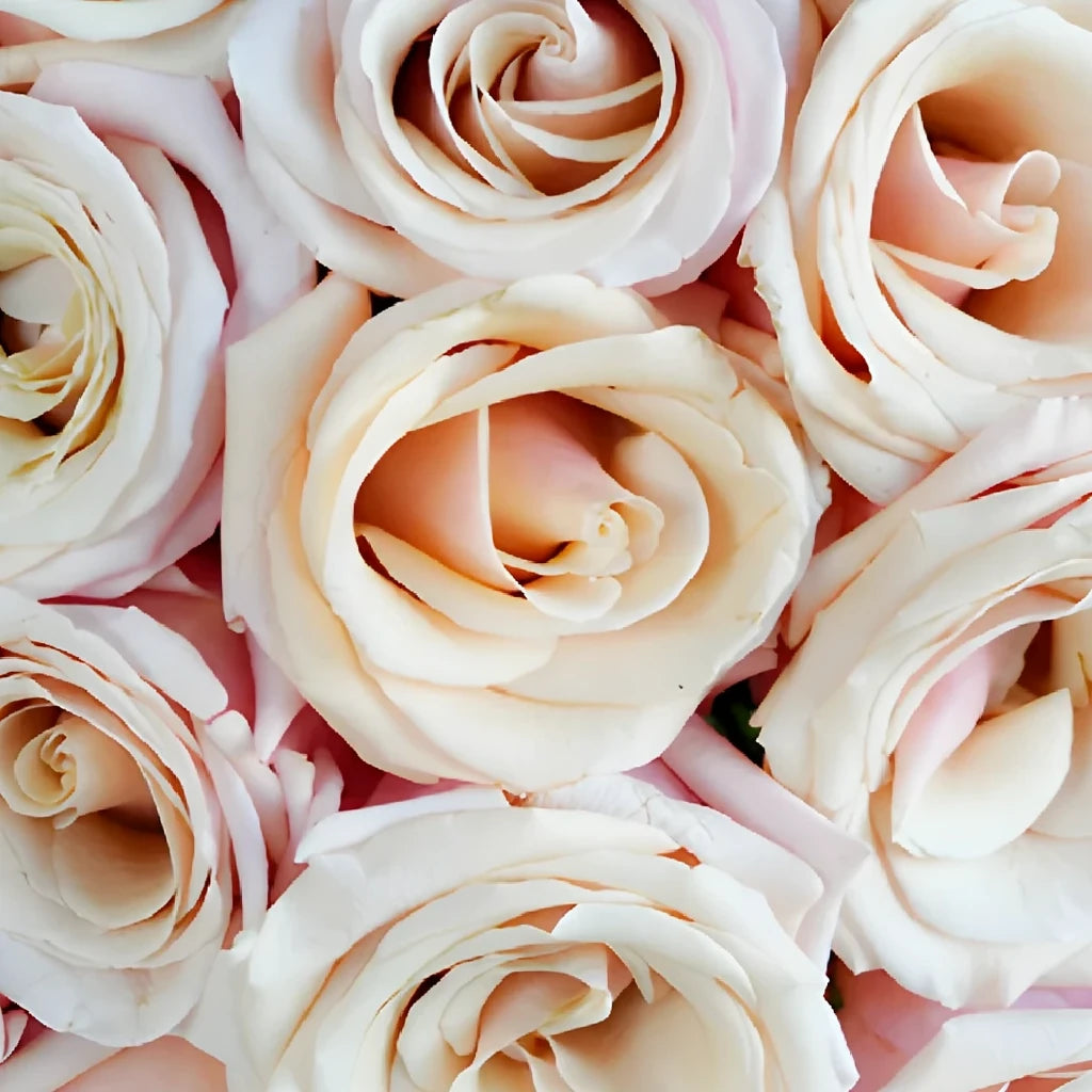 Mother of Pearl Roses Standard - alternative 2