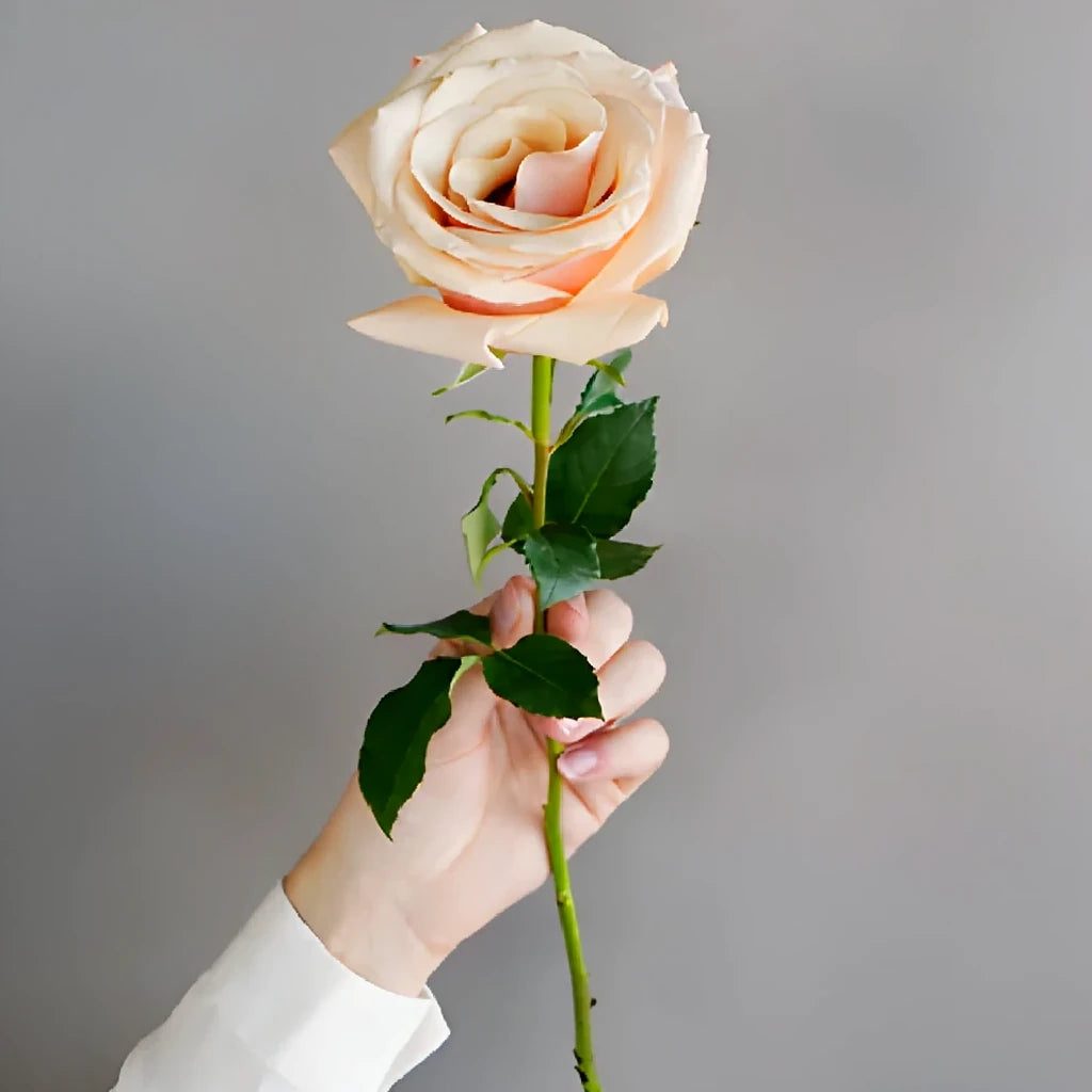 Mother of Pearl Roses Standard - alternative 1
