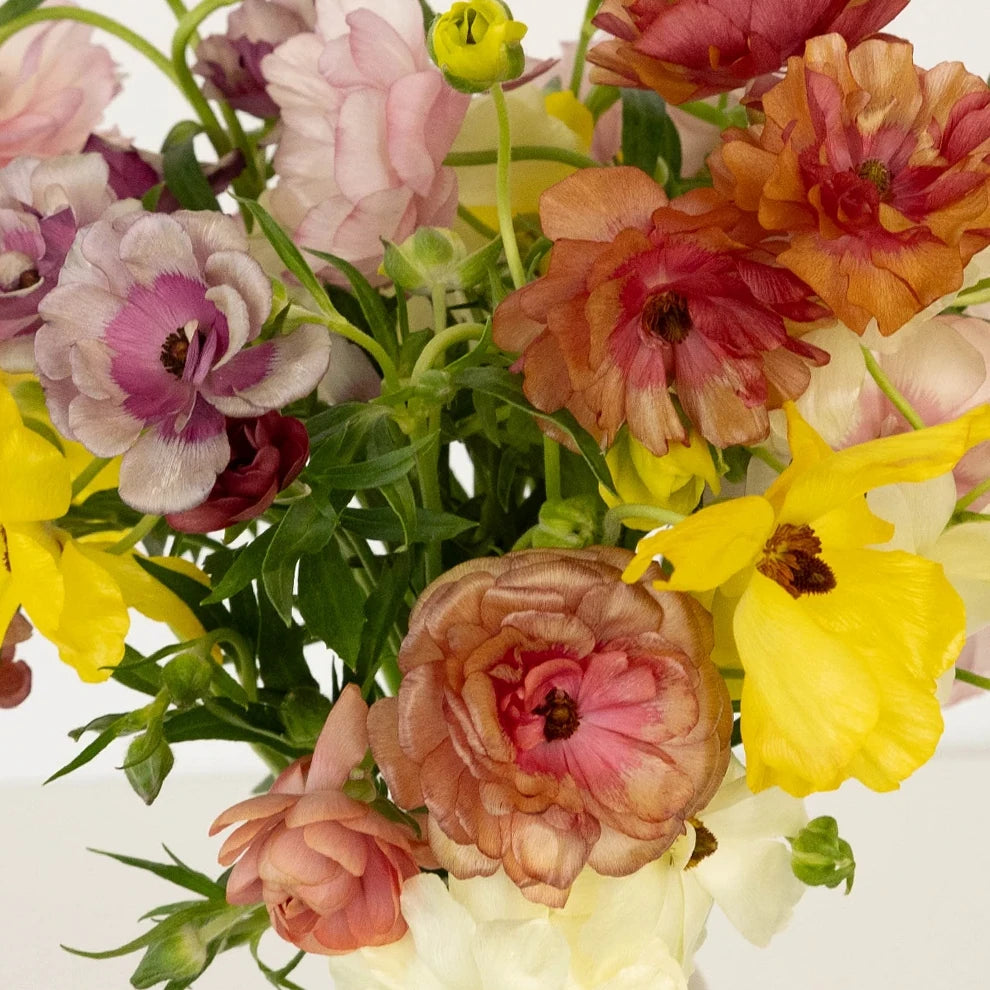 Assorted Butterfly Ranunculus - Assorted - alternative 1
