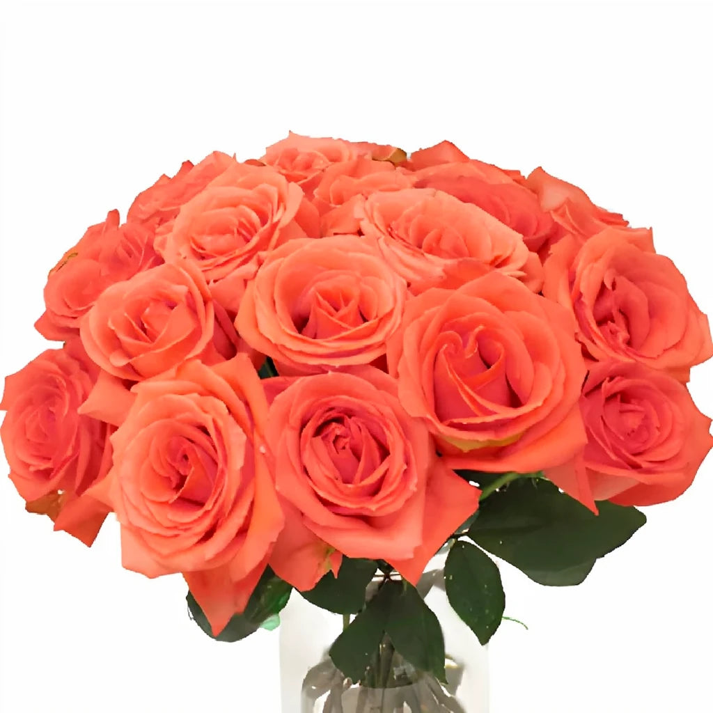 Movie Star Roses Standard - main