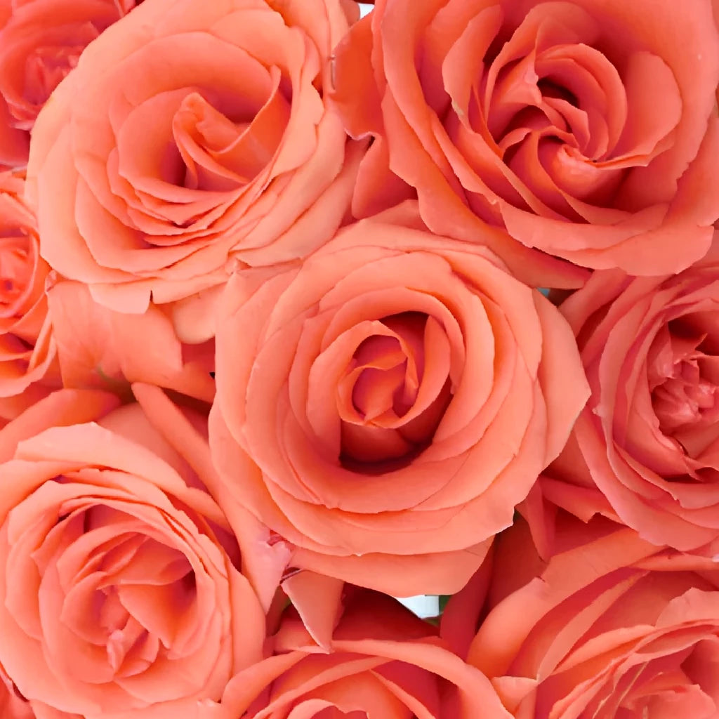 Movie Star Roses Standard - alternative 2