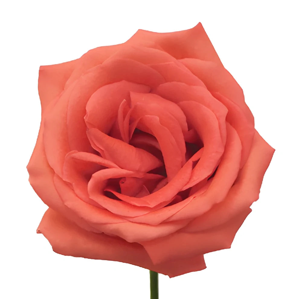 Movie Star Roses Standard - alternative 3