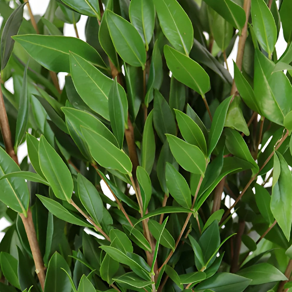 Myrtle Long Greenery - main