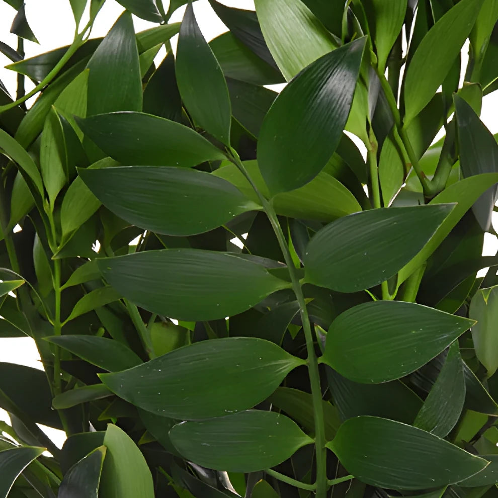 Nagi Greenery - main