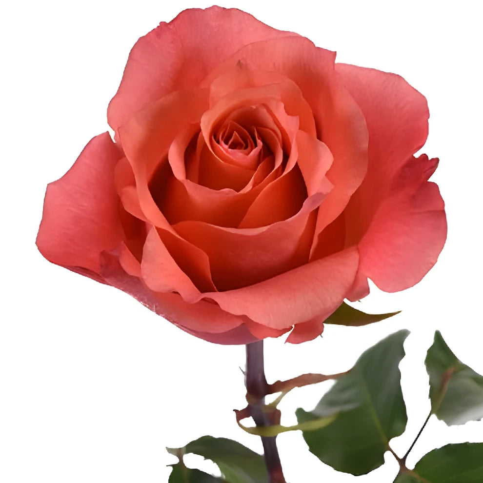 Nature's Cherry Roses Standard - alternative 3