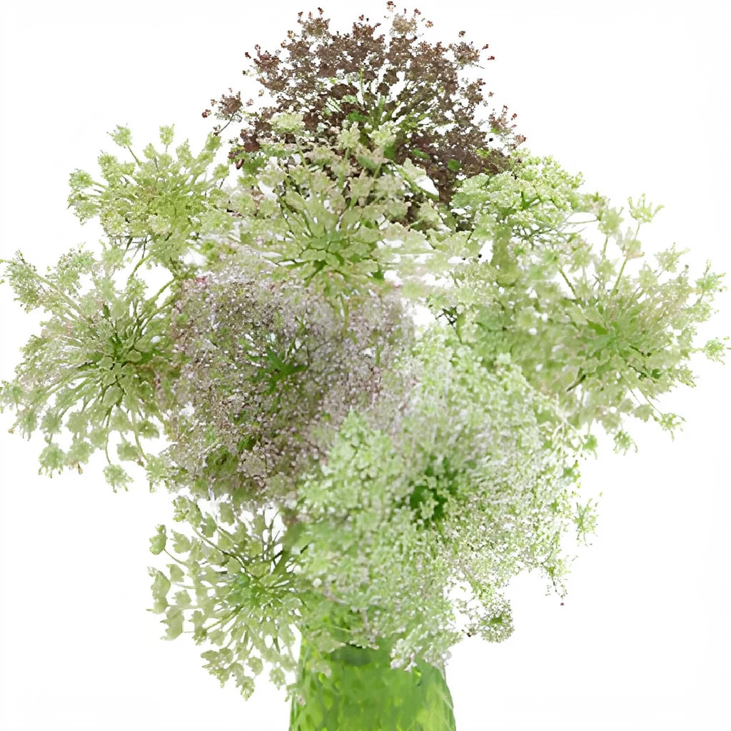 Assorted Lace - alternative 2