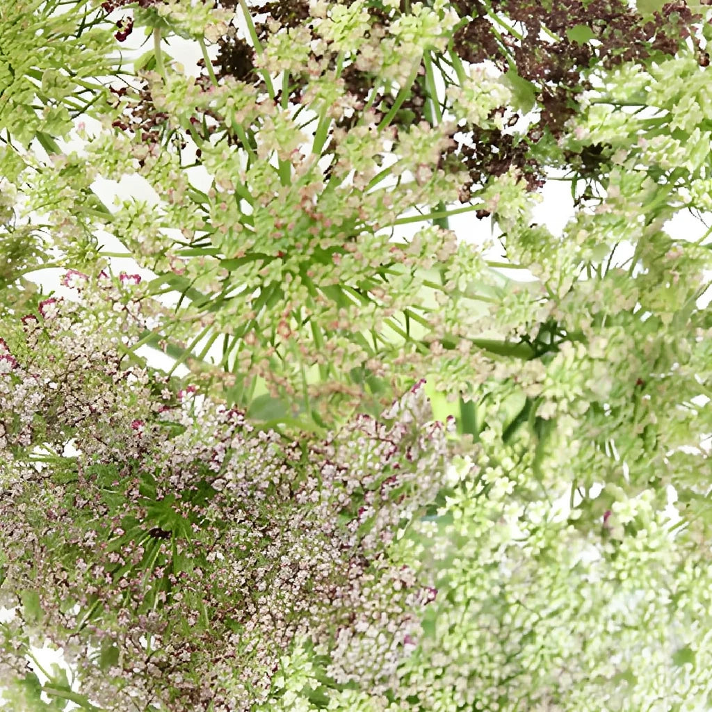 Neopolitan Lace Lace - alternative 7