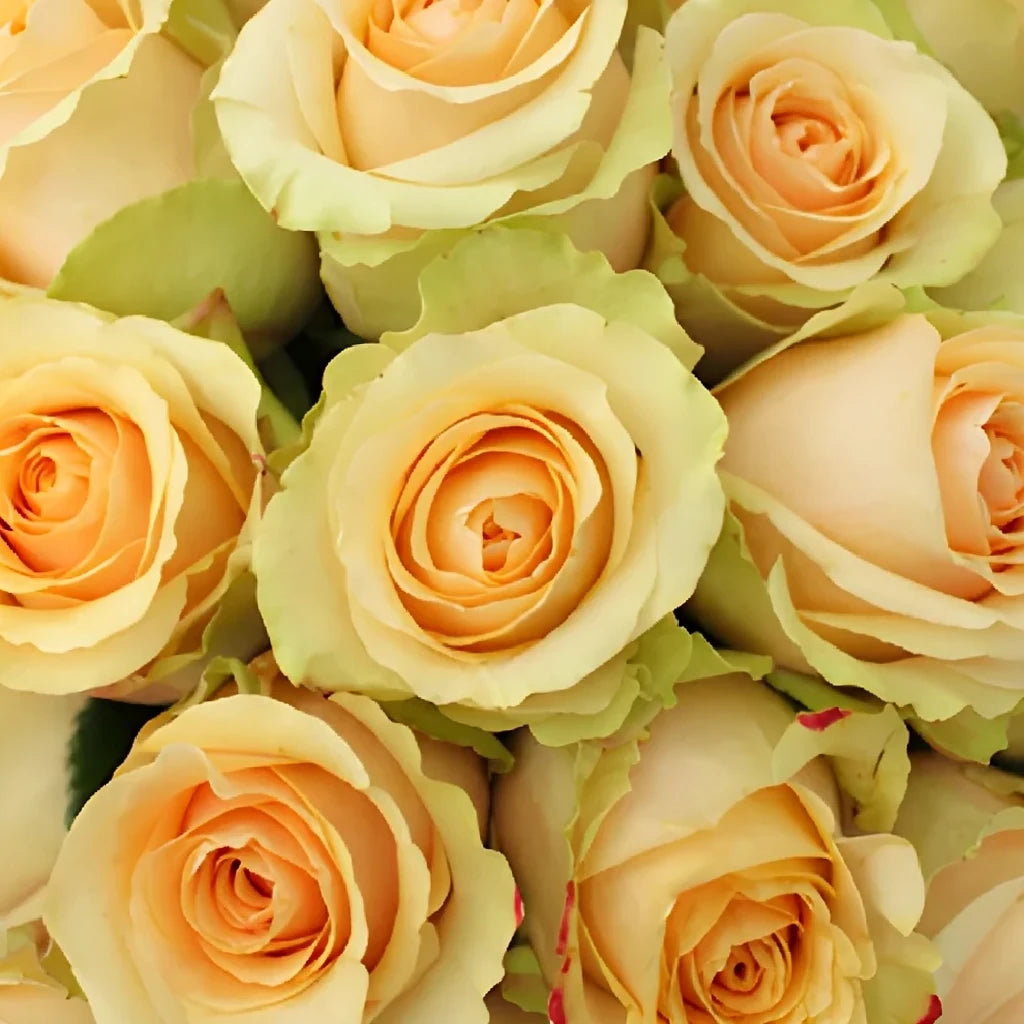 Nectarine Roses Standard - main